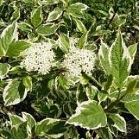 Саженцы дерен sibirica variegata с3 60-80