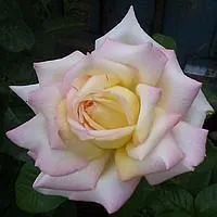 Роза чайно-гибридная GLORIA DEI