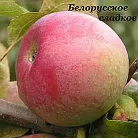 Саженцы яблоня Белорусское сладкое