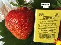 Саженцы клубники крупноплодной Максим в горшочках 0.4 л.