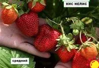 Саженцы суперкрупной клубники КИСС НЕЛЛИС