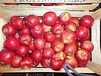 Яблоко рб 2 сорта для потребления в свежем виде и промпереработки