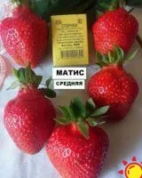 МАТИС новый сорт крупноплодной клубники в горшочках 0.4л