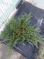 Можжевельник средний Минт Джулеп (Juniperus pfitzeriana Mint Julep) С5