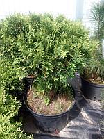 Туя западная Даника (Thuja occidentalis Danica)