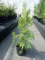 Туя восточная (Thuja orientalis) или Плосковеточник восто́чный (Platycladus orientalis)