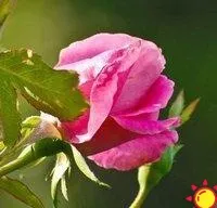 Роза чайно-гибридная Pink Favorit