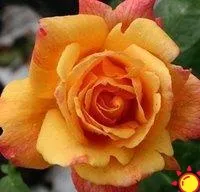 Роза чайно-гибридная Sutters Gold