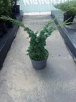 Можжевельник вертикальный (казацкий) (Juniperus sabina)