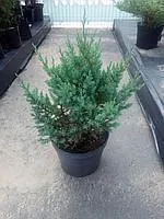 Можжевельник китайский Стрикта (Juniperus chinensis Stricta) С5