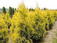 Туя западная Еллоу Риббон (Thuja occidentalis Yellow Ribbon)