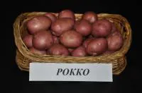 Картофель семенной Рокко 1 РС