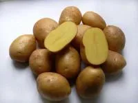 Семенной картофель Импала 1рс