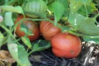 Семена томатов Брендивайн Красный (Brandywyne Red)