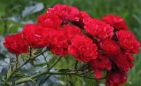Саженцы розы почвопокровной Ред Фейри / Red Fairy, 2-х летние