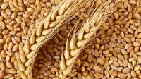 Семена пшеницы озимой: Элегия, Ядвися