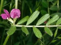 Вика озимая (Vicia sativa)