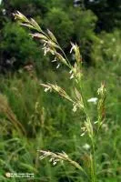 Овсяница луговая (Festuca pratensis)