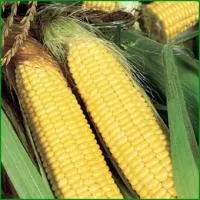 Семена кукурузы SV1446 F1 - улучшен. Трофи F1, Seminis. 100 тыс.сем
