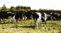 Комплексный корм Старт К4 для сухостойных коров