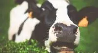 Комплексный корм Старт К3 для высокопродуктивных коров