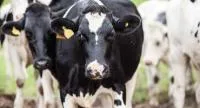Комплексный корм Старт К3.1 для высокопродуктивных коров