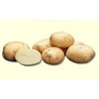 Семена картофеля "Ривьера"