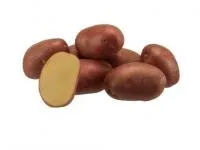 Картофель семенной "Эволюшен"