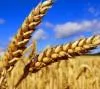 Семена озимой пшеницы импортной селекции (Маркиза, Балитус и Эмиль)