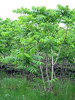 Саженцы орех Маньчжурский, высотой 3,5 м.