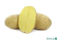 Картофель семенной ПАРОЛИ