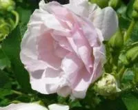 Саженцы розы парковой Ритаусма (Ritausma)
