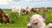 Кормовая добавка Адсорбент «Террарич-атсорбин» для свиней, коров, птиц, кроликов